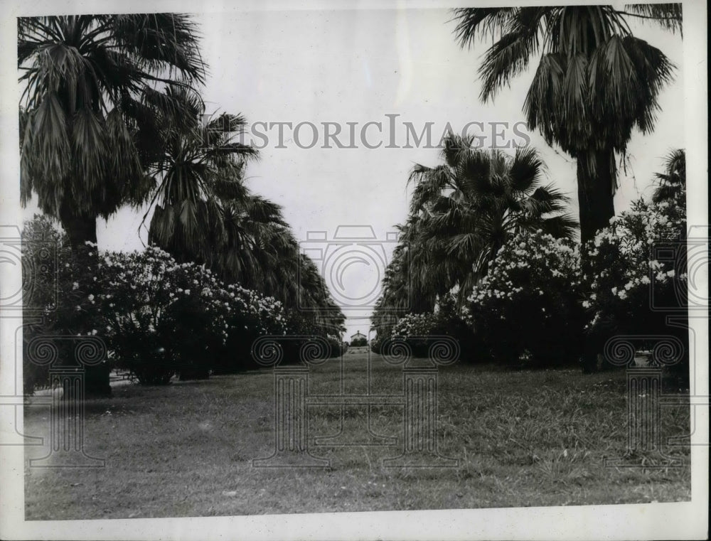 1939 Oleander fields in front of house  - Historic Images