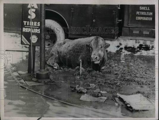 1937 Cow Marooned in City of Louisville Surrounded By Flooded Water - Historic Images