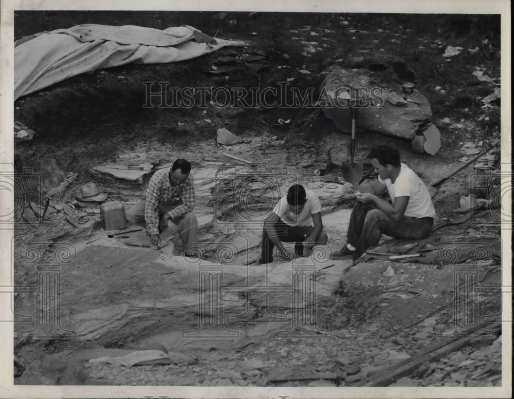 1953 Dr Frank Peabody Professor Reptile Fossils  - Historic Images