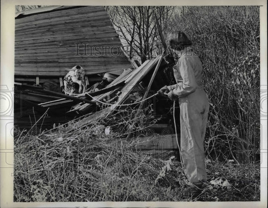 1942 Mrs Meistrell Training A Dalmation  - Historic Images