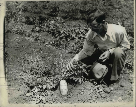 1931 Press Photo Fred Geoff with Radish & Turnips - nea58451 - Historic Images