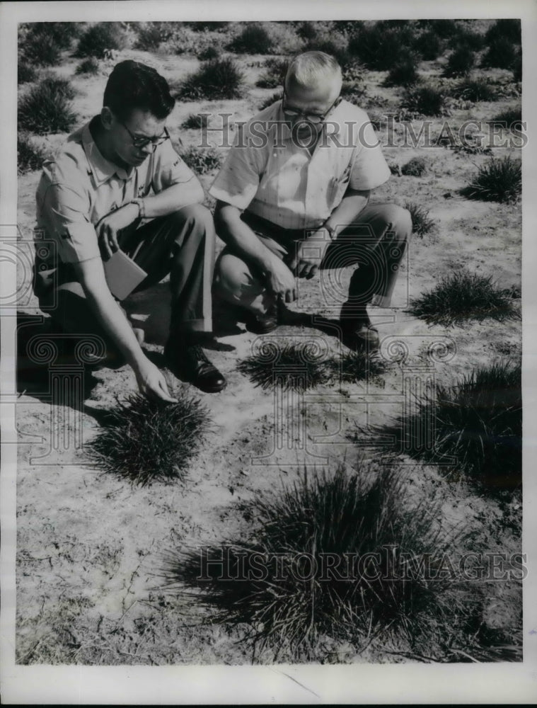 1961 Press Photo Dr Angus Hanson &amp; Dr Felix Juska of US Agriculture Research Ser - Historic Images