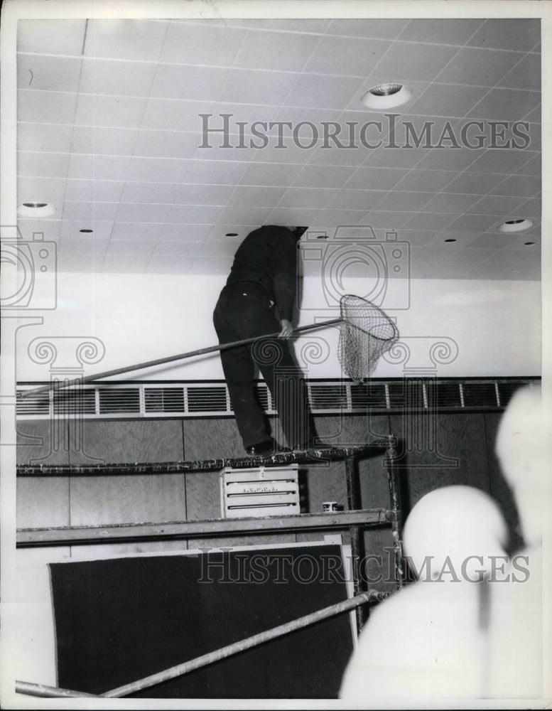 1960 Press Photo Looking for a pigeon in the Union Carbon Building, New York - Historic Images