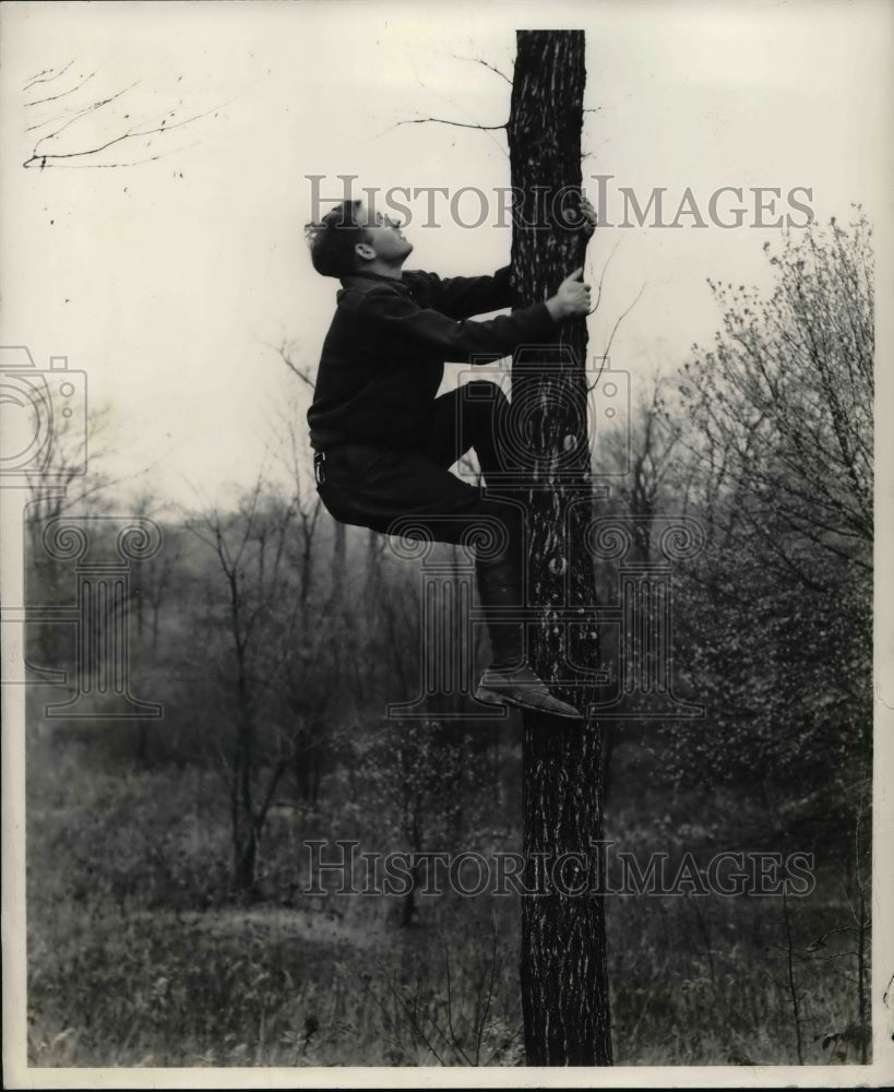 1941 Man Climbs Tree  - Historic Images