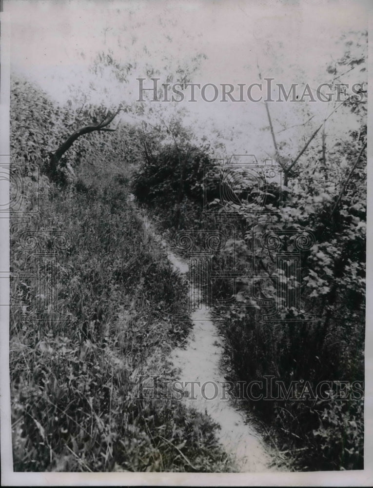 1935 Shrubbery Along Common Path Used By George Philip Weyerhaeuser - Historic Images