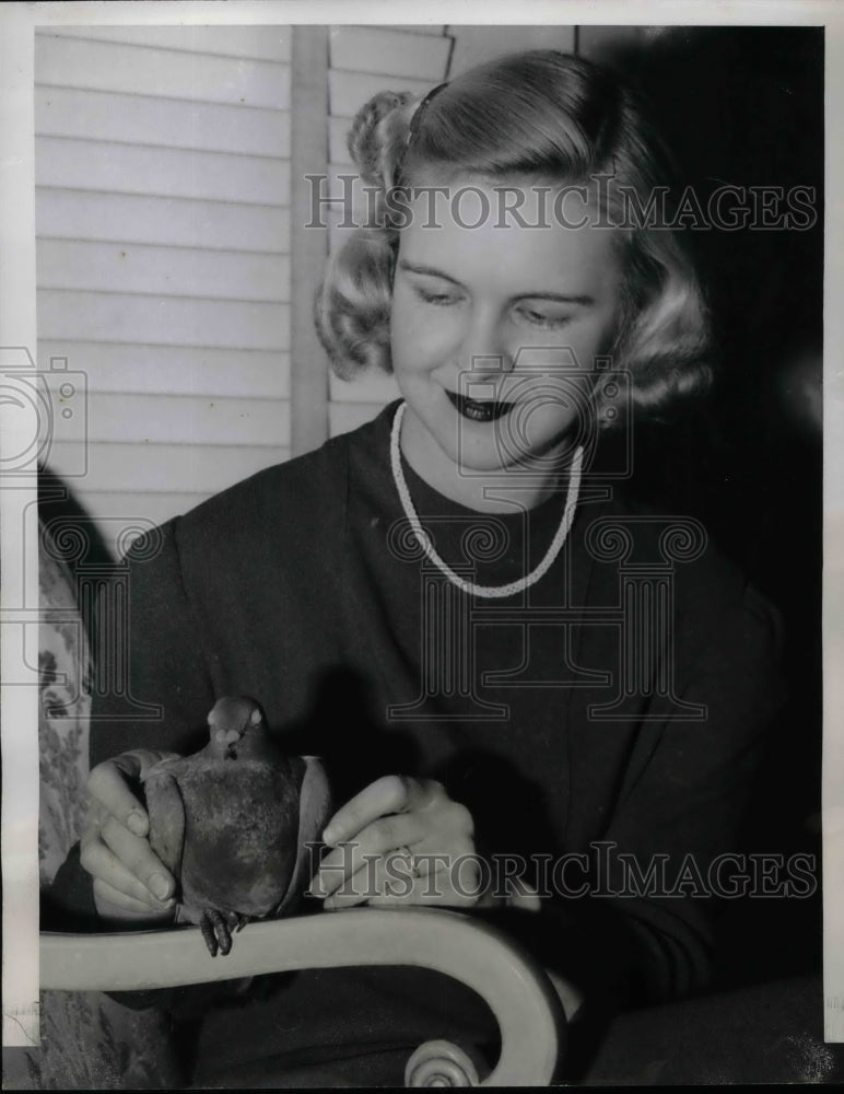 1940 Press Photo Carrier Pigeon Found in Sleet Storm - nea59127 - Historic Images