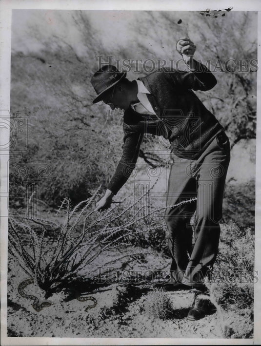 1934 Don Williams, Shows How to Kill a Snake  - Historic Images