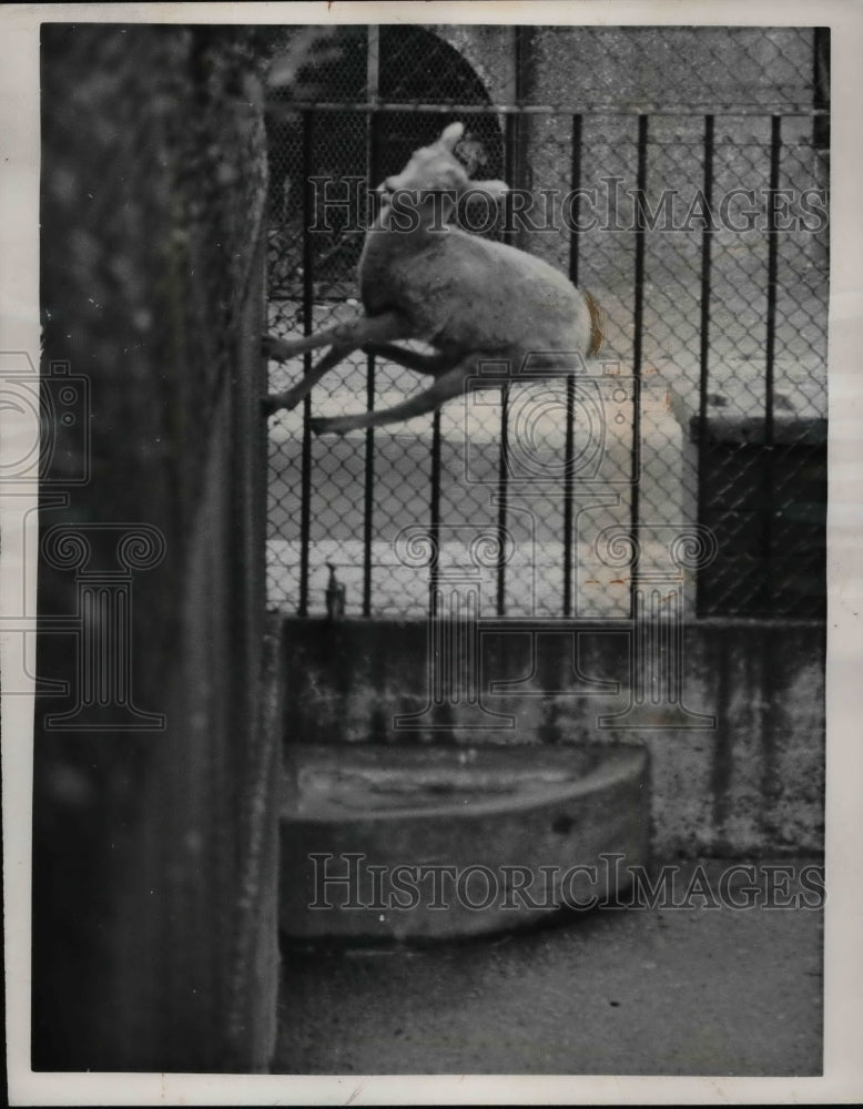 1961 Lamb Jumps Up On Wall At Regent&#39;s Park Zoo, London  - Historic Images