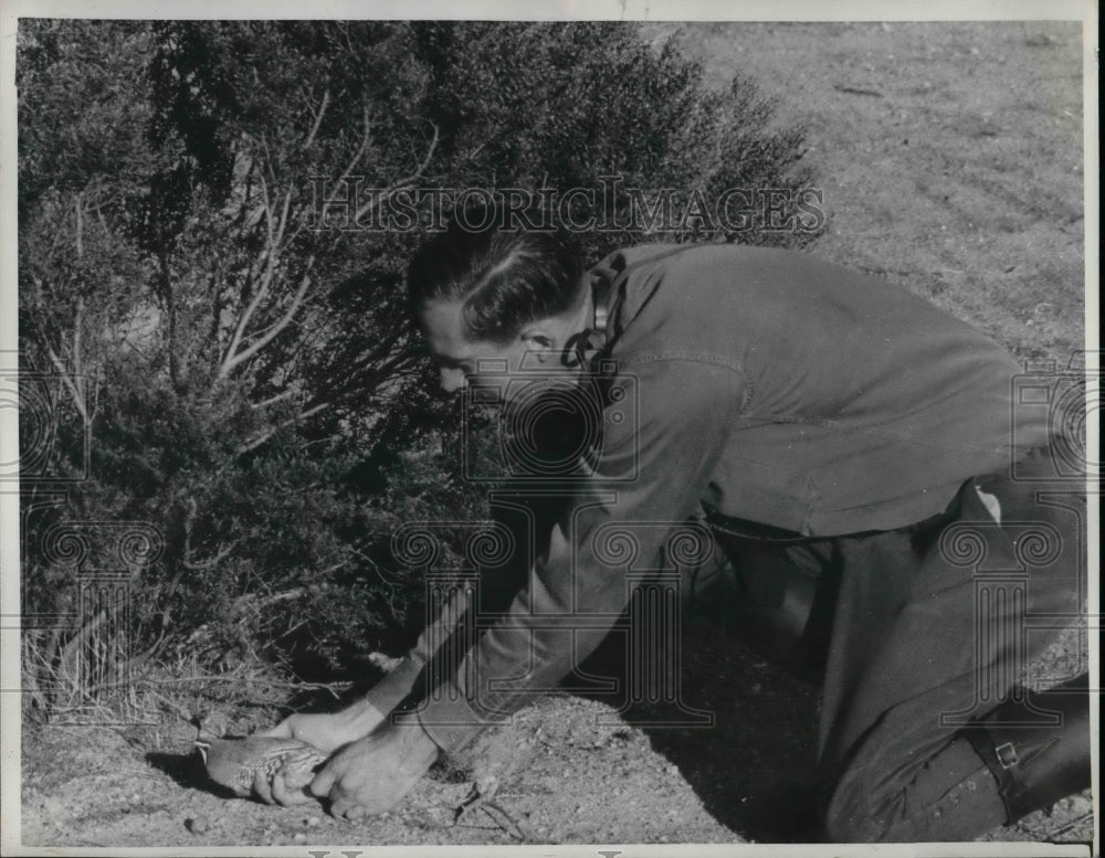 1939 Press Photo a game warden holding a quail - Historic Images