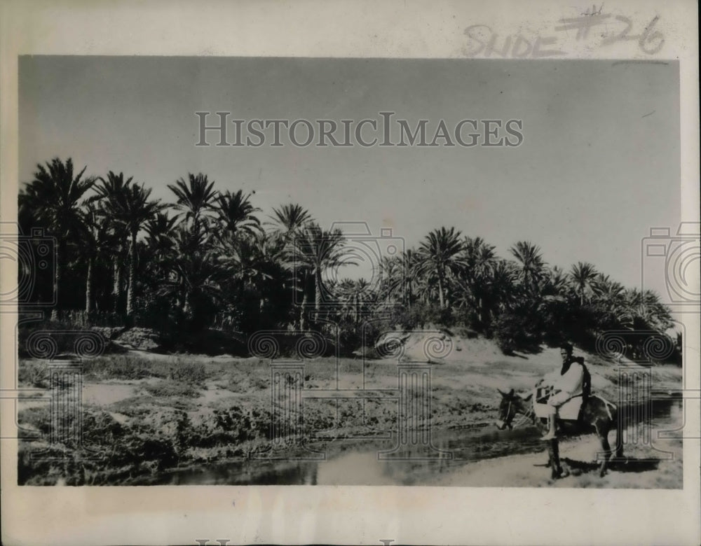 1938 Oasis Scne Gabes Tunisia  - Historic Images