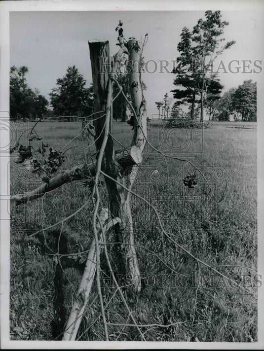 1968 Edweater Pls Month after big storm  - Historic Images