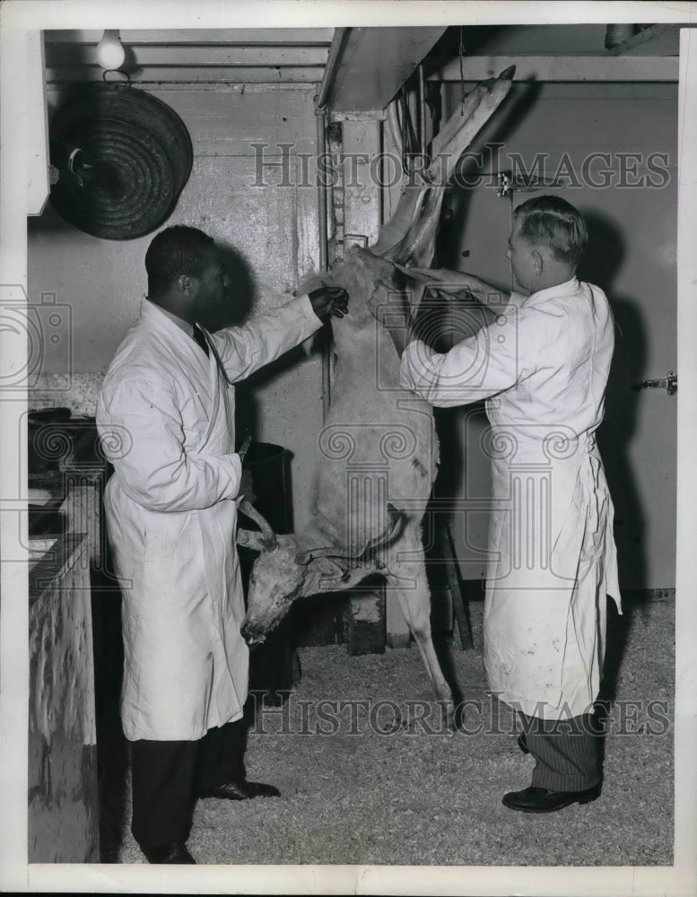 1946 Press Photo A local grocery store butchers a reindeer. - nea60401 - Historic Images