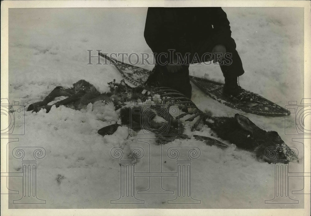 1927 Press Photo forest ranger with deer carcass ravaged by coyotes, Rocky Mts. - Historic Images