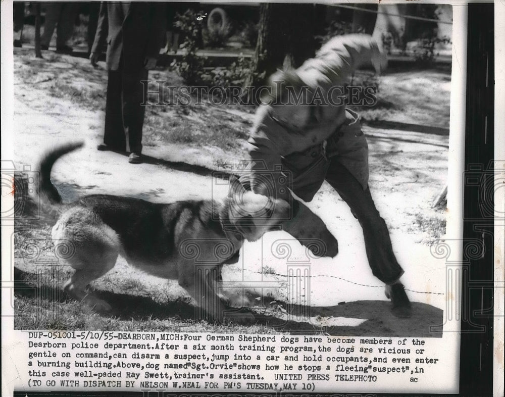 1955 Press Photo Four German Shepherds Have Been Trained To Serve - nea61162 - Historic Images