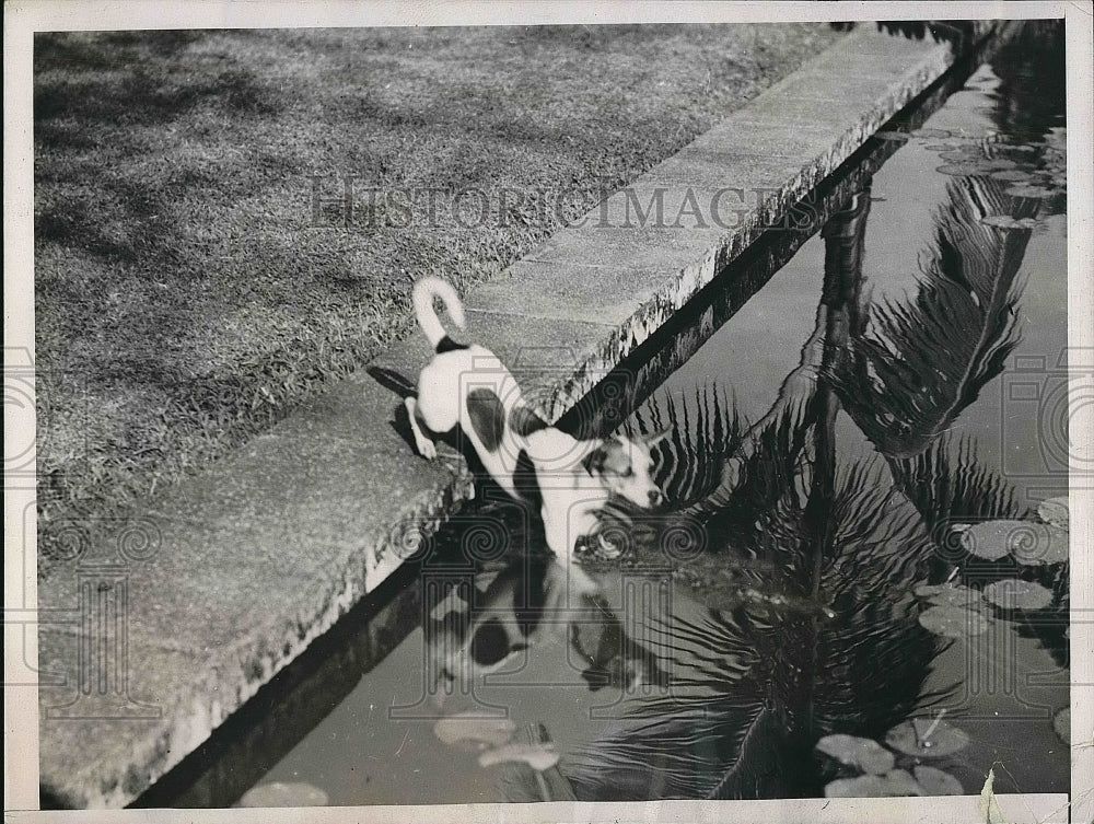 1937 John Corjasso Dog Climbs Trees  - Historic Images