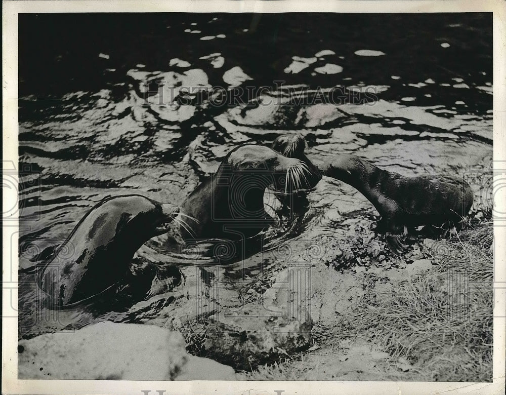 1936 Joe Baby Sea Lion at London Zoo  - Historic Images