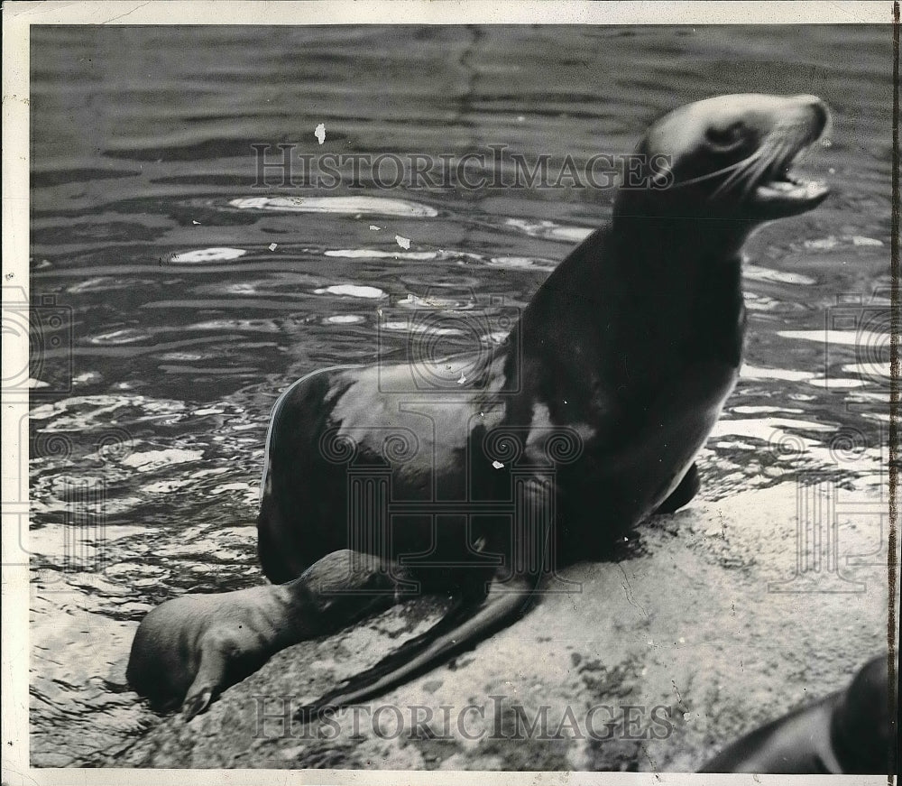 1941 Press Photo Sea Lion at Brookfield Zoo Near Chicago - nea61208-Historic Images
