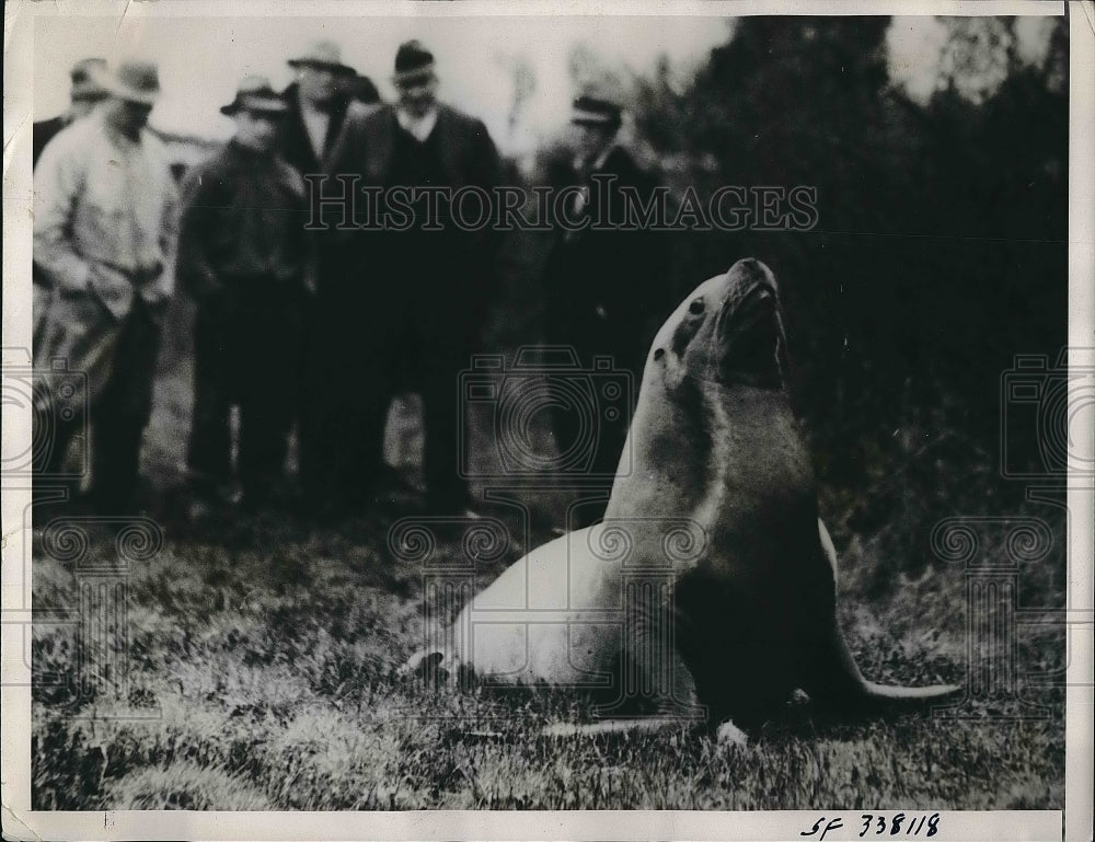 1936 Press Photo Sea Lion Inland 125 Miles in Oregon - Historic Images