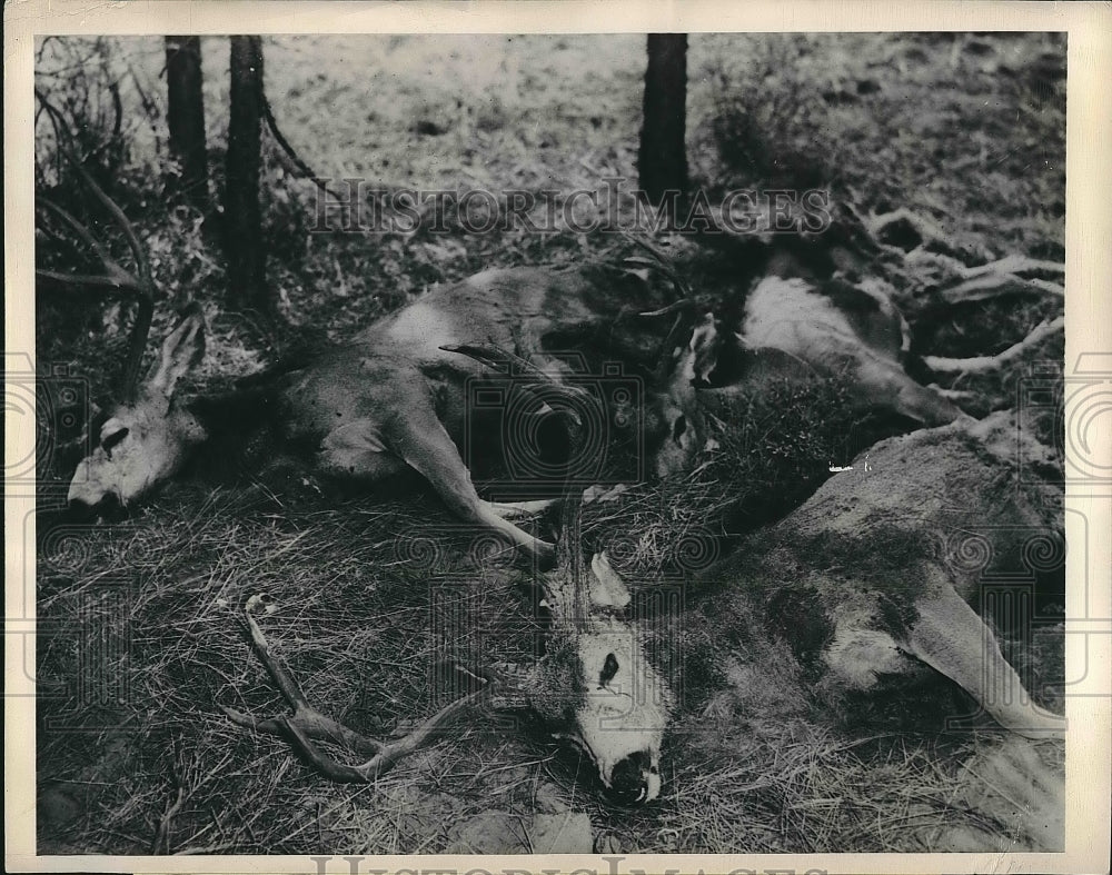1947 Press Photo Deer Carcasses Found in Long-Bell Refuge in Modoc County - Historic Images