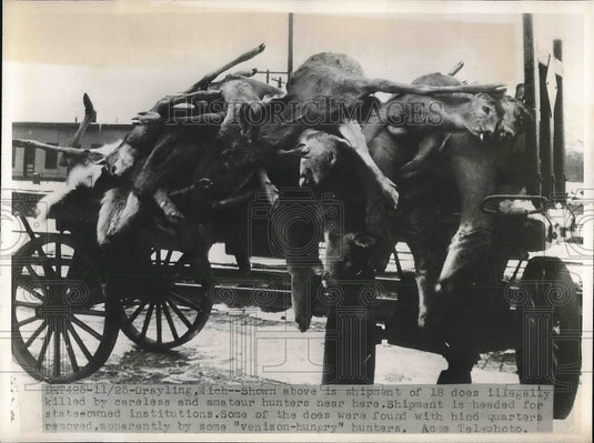 1947 Shipment of 18 Deer Carcasses Killed by Careless Hunters - Historic Images