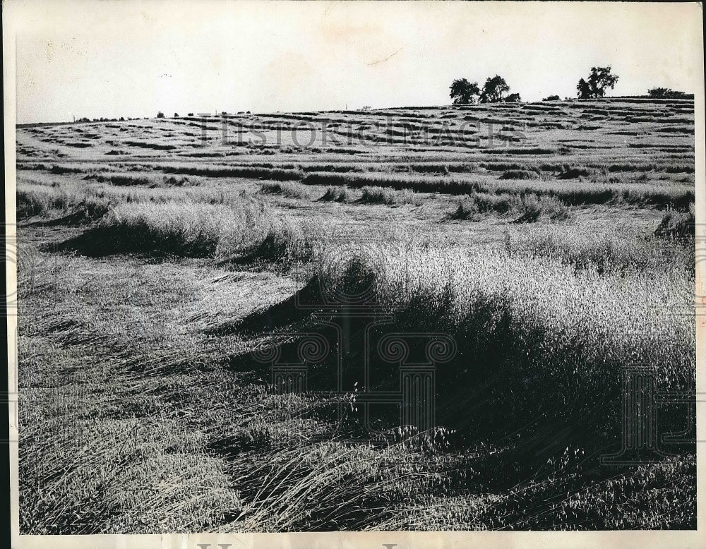 1967 Press Photo Natures art Monroe Wisconsin Albert Cheuetz oat field - Historic Images