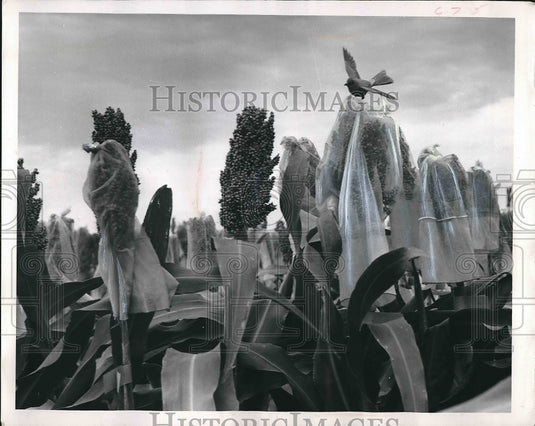 1962 Press Photo Hads of Milo - Historic Images