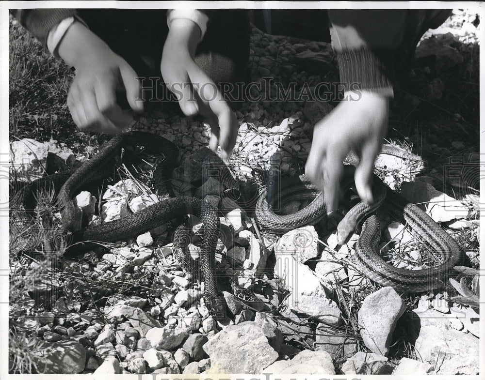 1962 Press Photo Cucullo Youths go snake-hunting on Feast Day of St. Dominick - Historic Images