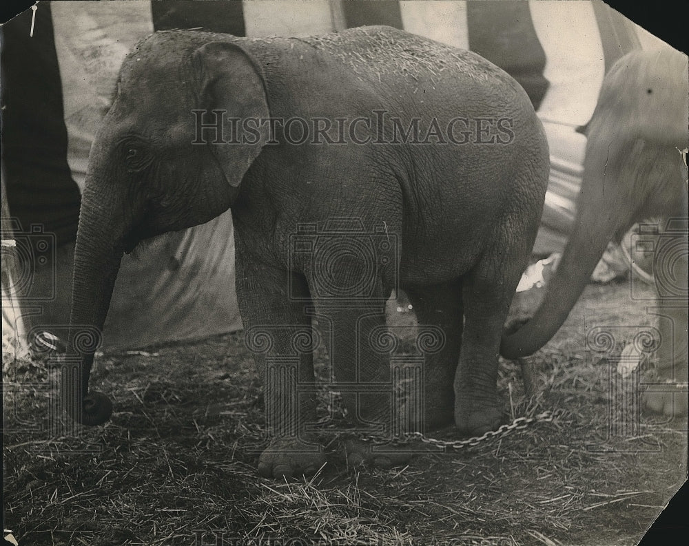 1923 Elephants  - Historic Images