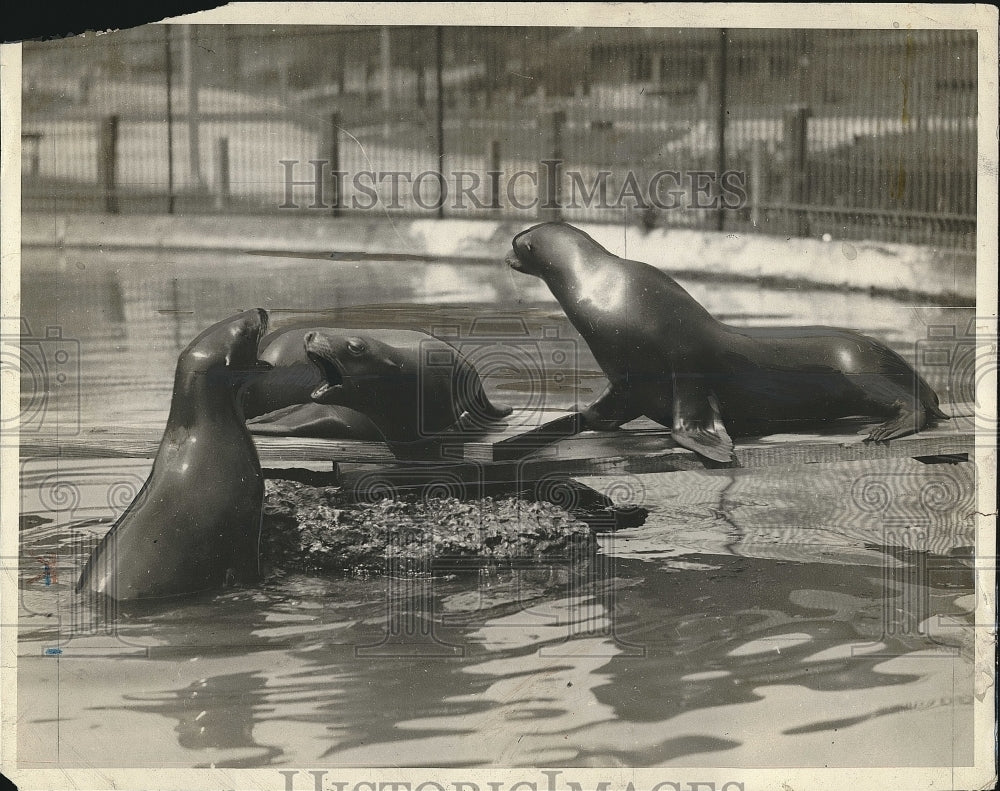 1929 Press Photo Seals - nea62975 - Historic Images