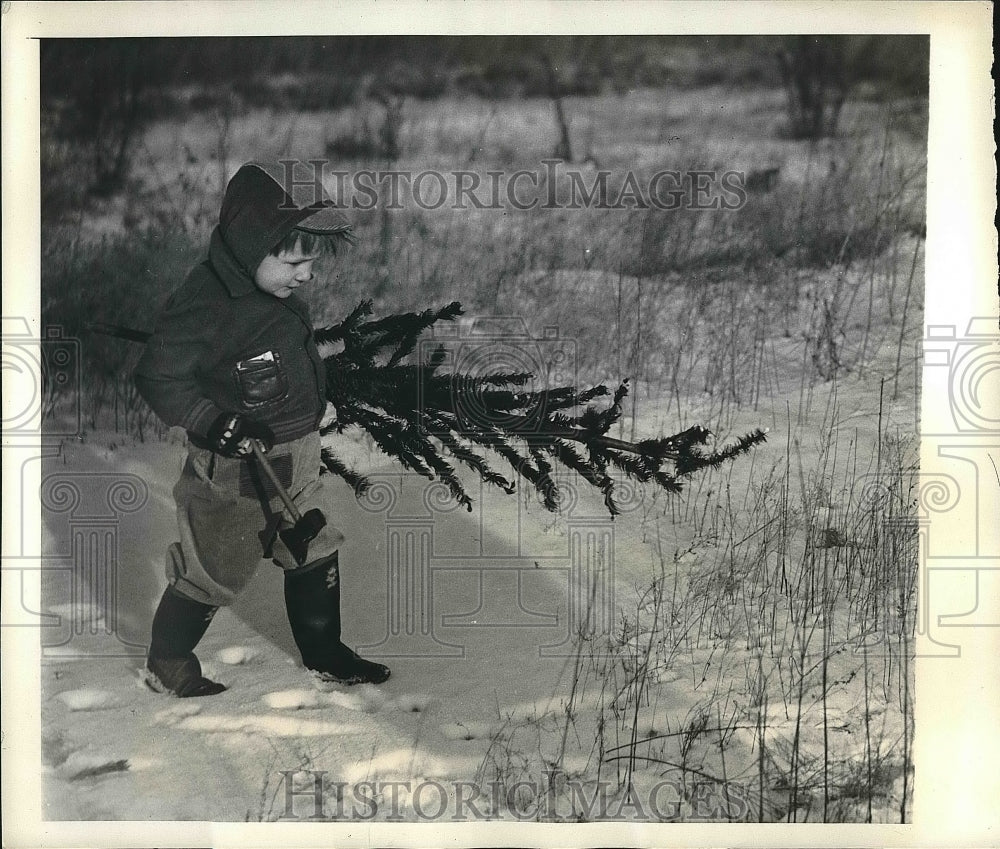 1942 Press Photo Carl Dane Carrying Christmas Tree In Woods During Tree Shortage - Historic Images