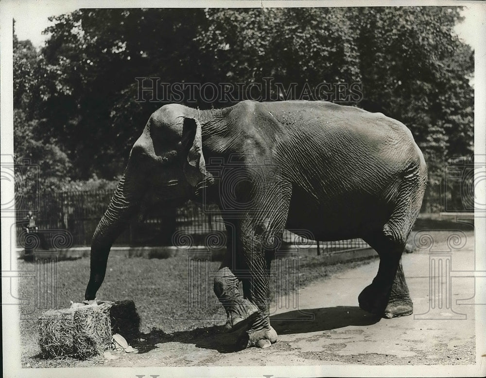 1933 Alice the elephant at Brooklyn zoo  - Historic Images