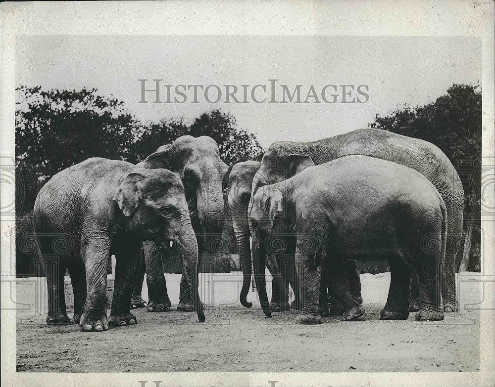 1933 Elephants at zoo in paris  - Historic Images