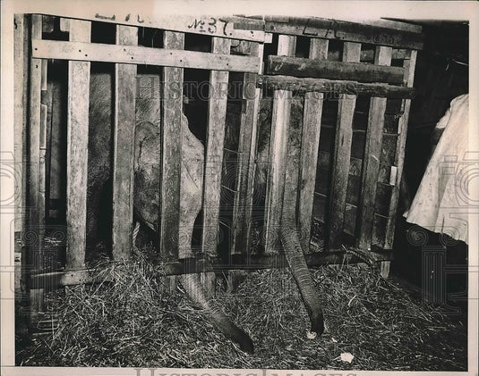 1935 Press Photo Baby elephants playing with hay - nea63074 - Historic Images