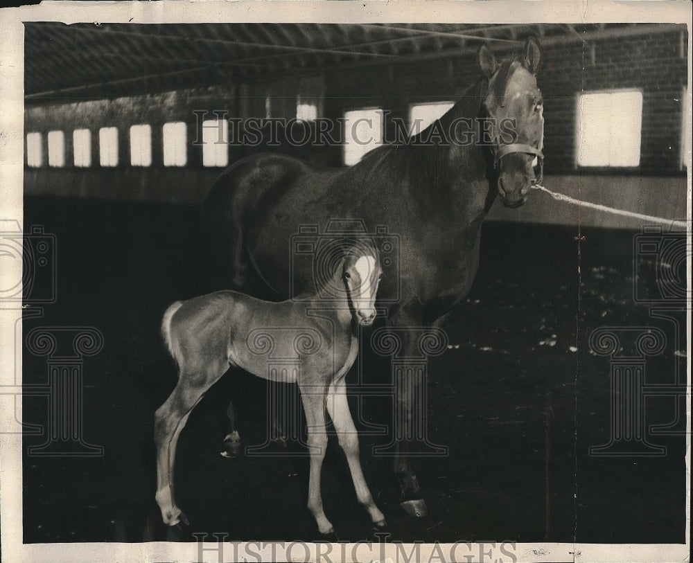 1931 Press Photo A young horse and his father - nea63131 - Historic Images