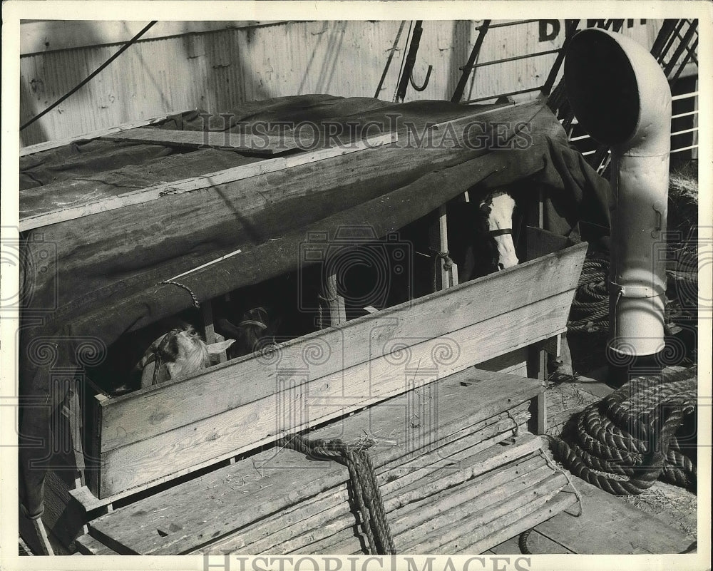 1935 Press Photo Horses on the lee side of the Fernandez &quot;ark&quot; - Historic Images