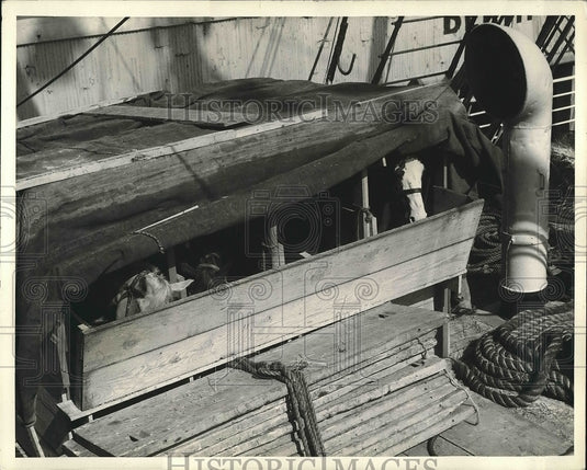 1935 Press Photo Horses on the lee side of the Fernandez "ark" - Historic Images