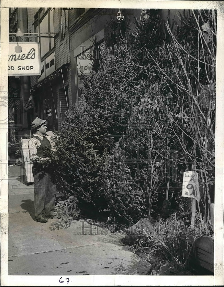 1941 Man looking at Christmas trees  - Historic Images