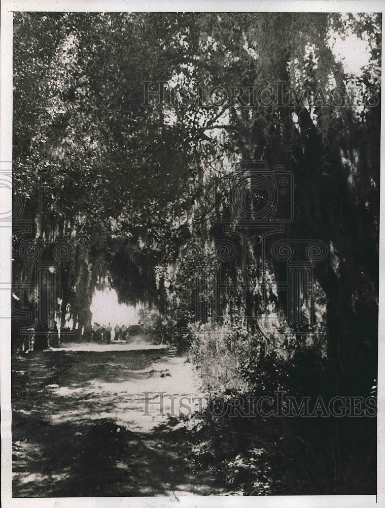 1935 Hanging creatures freeze in Florida  - Historic Images