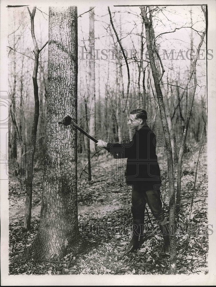 1920 Col. W.B. Greeley chopping down a tree  - Historic Images