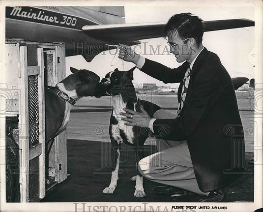 1947 Press Photo George Jakeman hoping to create of a new strain of boxers.-Historic Images