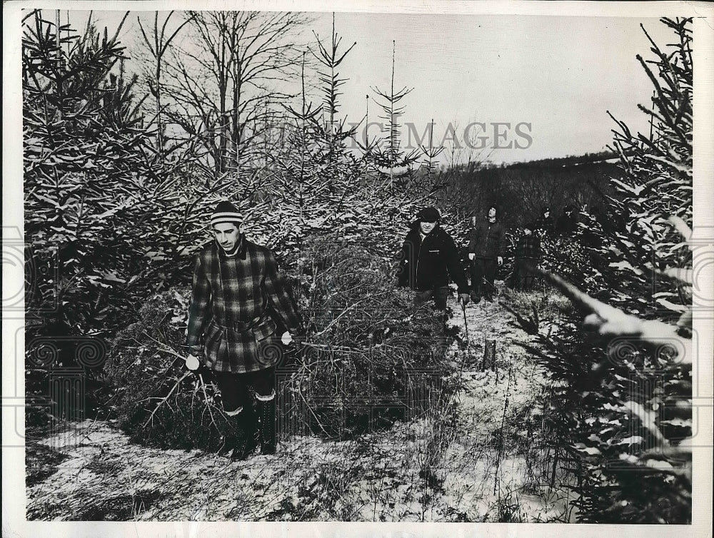 1946 Press Photo Christmas Trees in New York - nea64499 - Historic Images