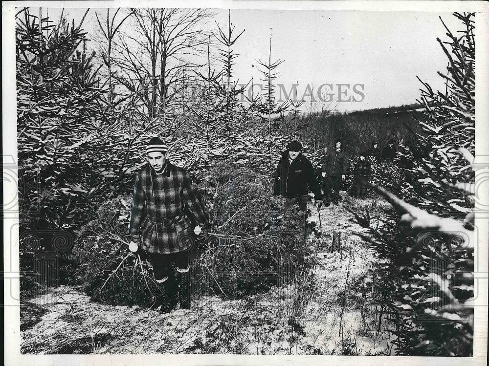 1946 Press Photo Christmas Trees in New York - nea64500 - Historic Images