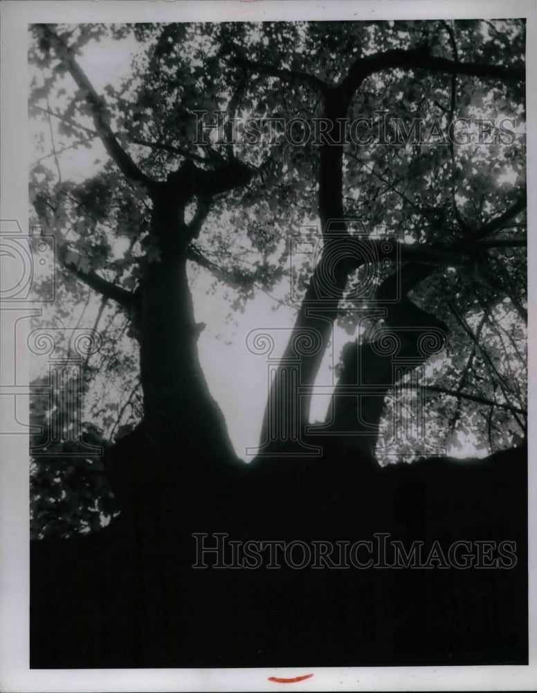 1976 Press Photo Medina county Park District trees - nea64889 - Historic Images