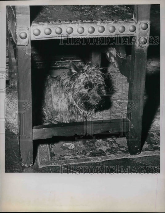 1950 "Pokey" the Dog Slept While Wm. Mather House Was Robbed - Historic Images