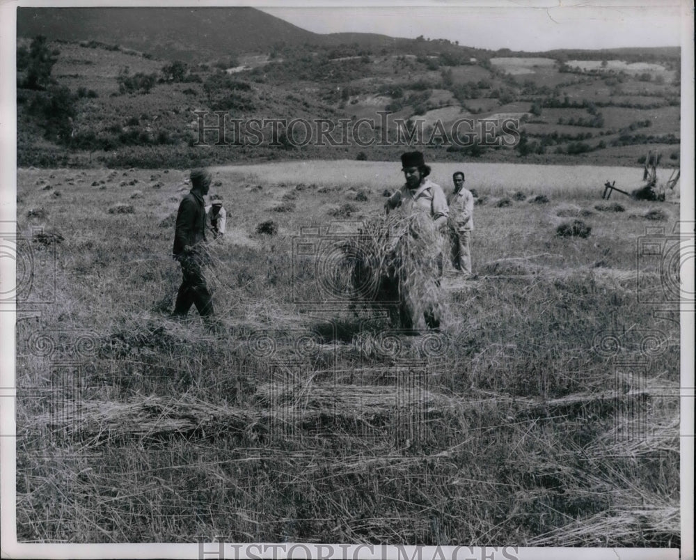 1954 Press Photo Villagers harvest grain in Montenegro, Yugoslavia - nea65226 - Historic Images