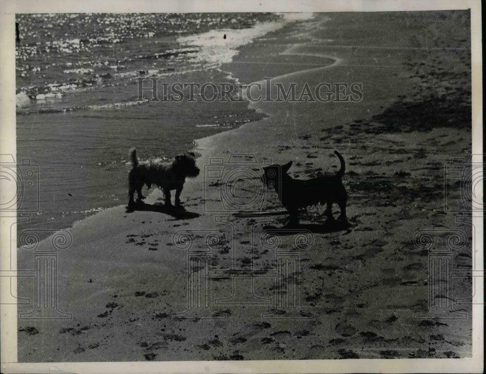1939 Two Dogs On A Beach In Miami  - Historic Images