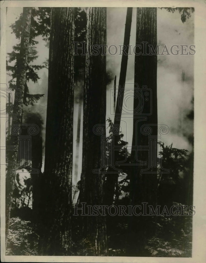 1926 Forest Fire Sweeps Thru Washington State  - Historic Images