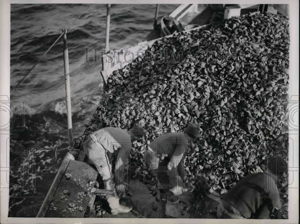 Press Photo New York City, oyster farmer tends his beds - nea65791 - Historic Images