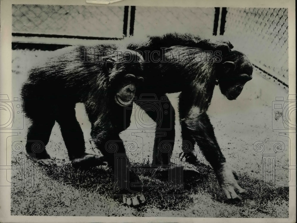1935 London Zoo chimpanzees, Fifi & Jackie  - Historic Images