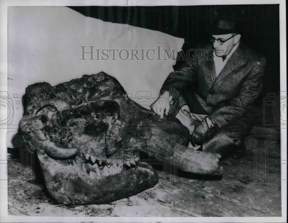 1957 Press Photo Dr. Archie McAlpine, Mastodon Skull, Elkhart, Indiana - Historic Images
